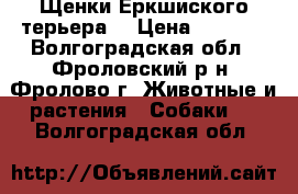 Щенки Ёркшиского терьера  › Цена ­ 6 000 - Волгоградская обл., Фроловский р-н, Фролово г. Животные и растения » Собаки   . Волгоградская обл.